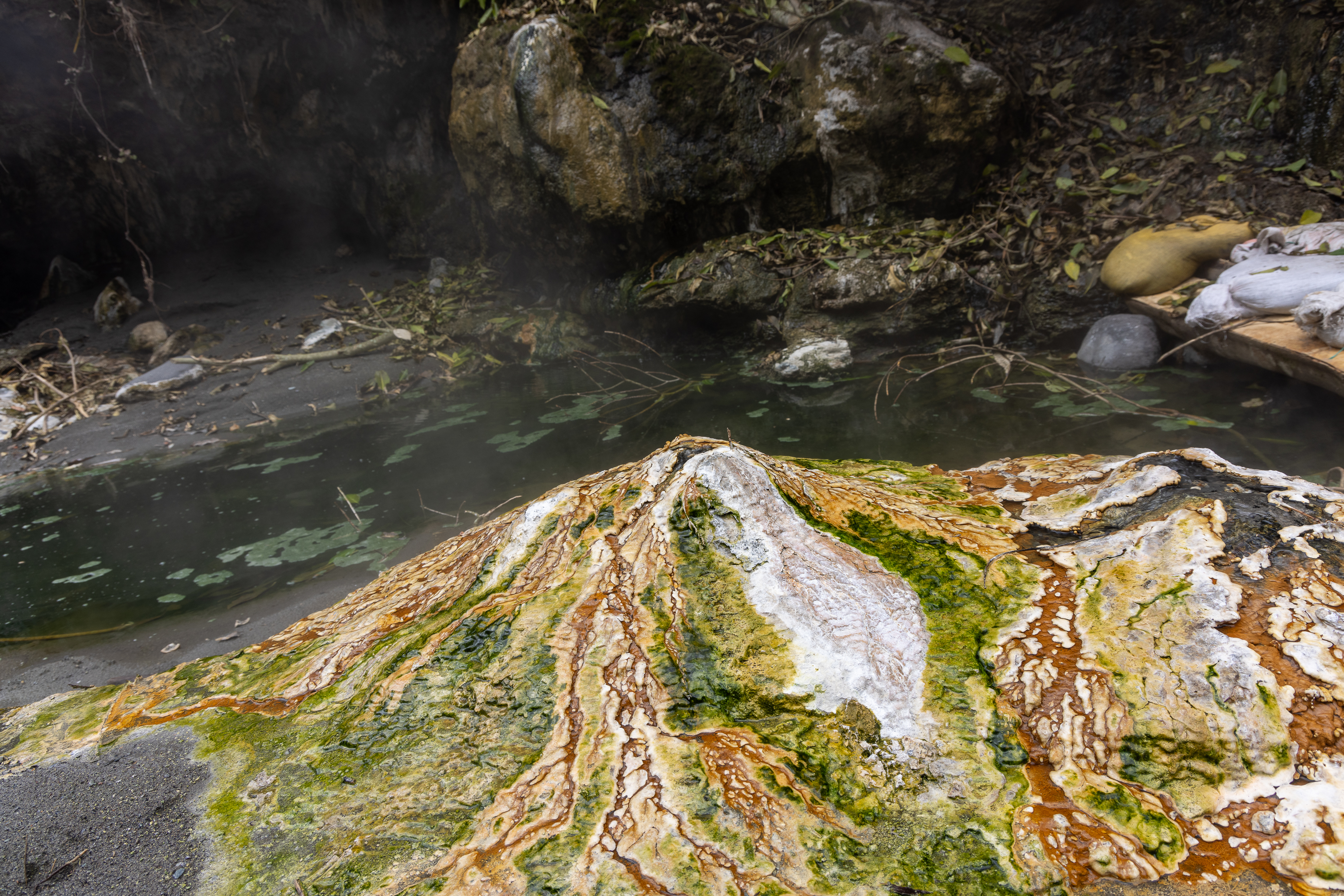 Geobiolog&iacute;a y Paleobiolog&iacute;a
